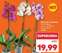 Kaufland Storczyk oferta
