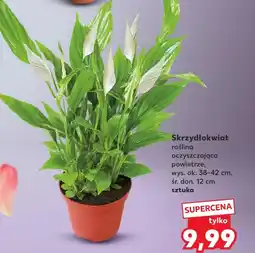 Kaufland Skrzydłokwiat Ok oferta