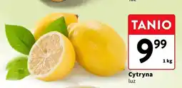 Intermarche Cytryna luz oferta