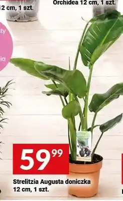 Twój Market Strelitzia Augusta doniczka 12 cm oferta