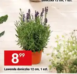 Twój Market Lawenda doniczka 12 cm oferta
