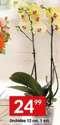 Twój Market Orchidea 12 cm oferta