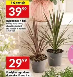 Twój Market Kordylina ogrodowa doniczka 16 cm oferta