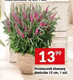 Twój Market Przetacznik kłosowy doniczka 12 cm oferta