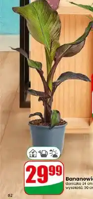 Dino Bananowiec czerwony oferta