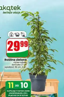 Dino Roślina zielona oferta