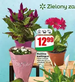 Dino Roślina kwitnąca oferta