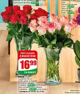 Dino Róże oferta