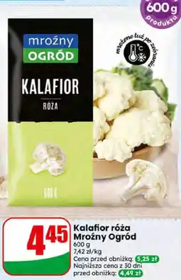 Dino Kalafior róża Mroźny Ogród oferta