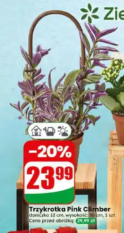 Dino Trzykrotka Pink Climber oferta