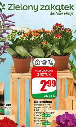 Dino Kalanchoe oferta