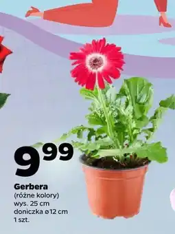 Netto Gerbera w doniczce oferta