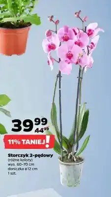 Netto Storczyk 2-pędowy oferta