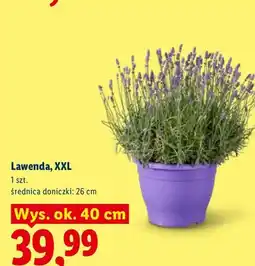 Lidl Lawenda XXL oferta