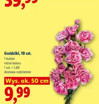 Lidl Goździki oferta