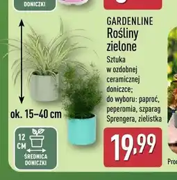 ALDI Roślina zielona Gardenline paproć oferta
