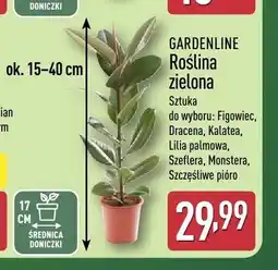 ALDI Roślina zielona Gardenline Figowiec oferta