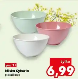 Kaufland Miska cykoria oferta