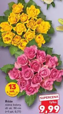 Kaufland Róże oferta