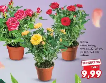 Kaufland Róża oferta