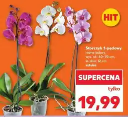 Kaufland Storczyk 1-pędowy oferta