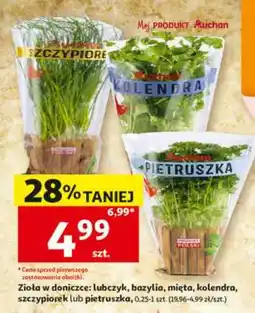 Auchan Zioła w doniczce oferta