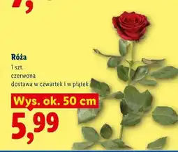 Lidl Róża oferta
