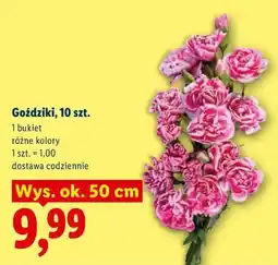 Lidl Goździki, 10 szt oferta