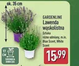 ALDI Lawenda Gardenline oferta