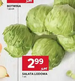 Stokrotka Sałata lodowa oferta