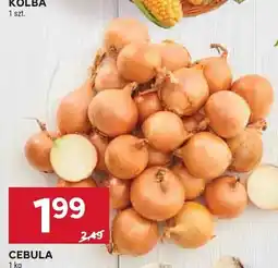 Stokrotka Cebula oferta