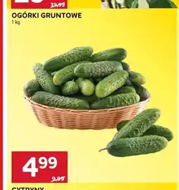 Stokrotka Ogórki gruntowe oferta