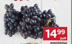 Stokrotka Winogrona ciemne oferta