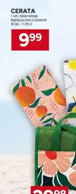 Stokrotka Cerata oferta