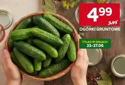Stokrotka Ogórki gruntowe oferta
