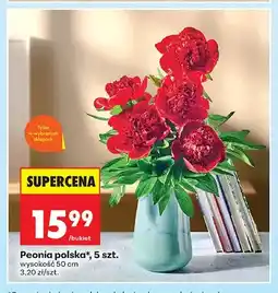 Biedronka Peonia polska oferta