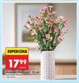 Biedronka Goździki Premium oferta
