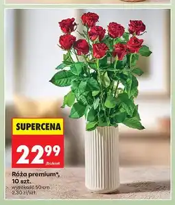 Biedronka Róża premium 10 szt oferta