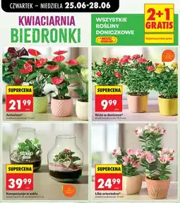 Biedronka Anturium oferta
