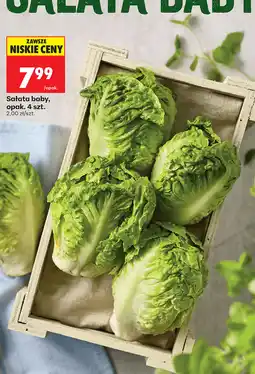 Biedronka Sałata baby oferta