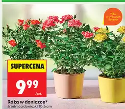 Biedronka Róża w doniczce oferta