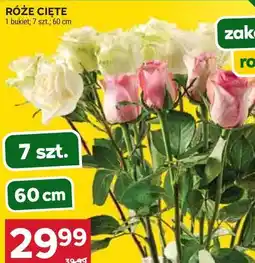 Stokrotka RÓŻE CIĘTE oferta