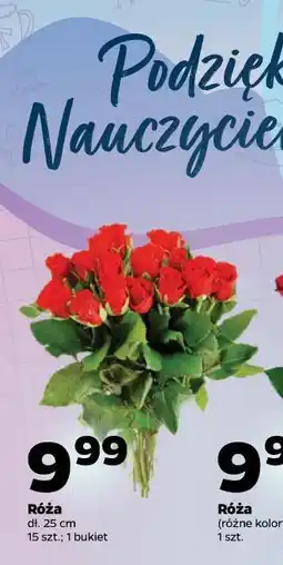 Netto Róża dł. 25 cm oferta