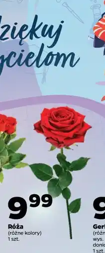 Netto Róża (różne kolory) oferta