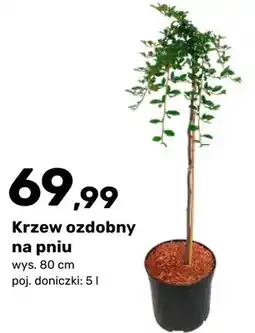 Bricomarche Krzew ozdobny na pniu oferta