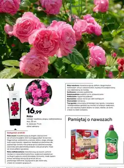 Bricomarche Róża rabatowa, pnąca, wielkokwiatowa oferta