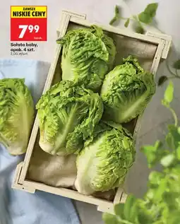 Biedronka Sałata baby 4-pak oferta