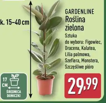 ALDI GARDENLINE Roślina zielona oferta