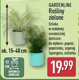 ALDI GARDENLINE Rośliny zielone oferta