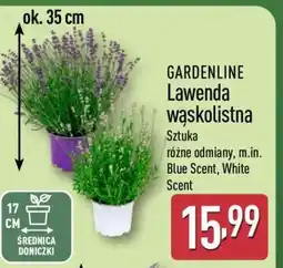 ALDI GARDENLINE Lawenda wąskolistna oferta